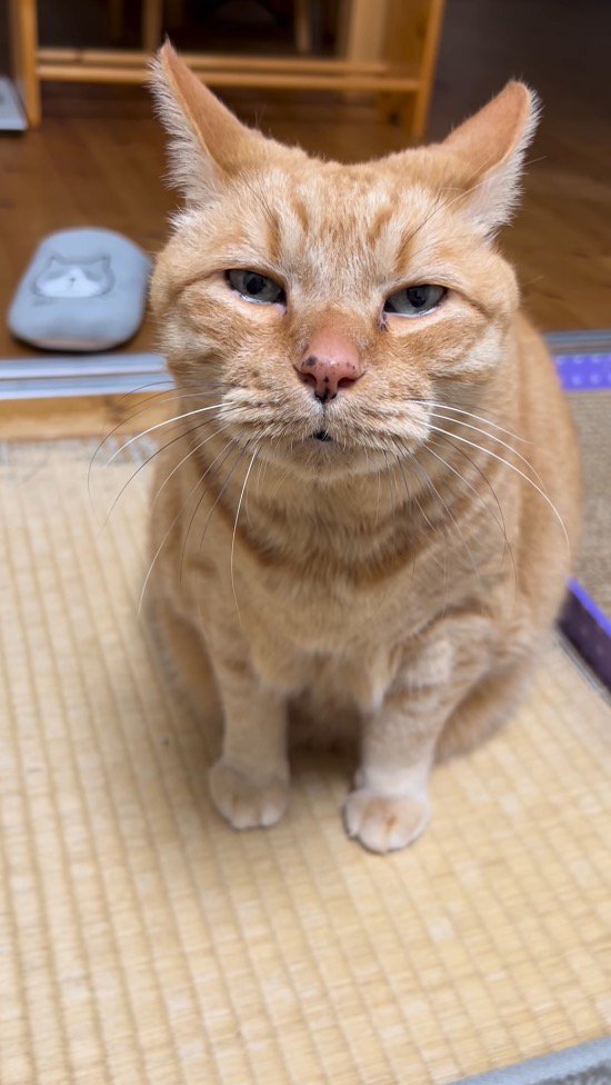 目を開けて飼い主を見上げる猫