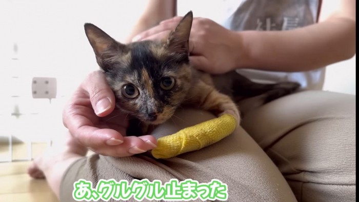 パパを睨む子猫