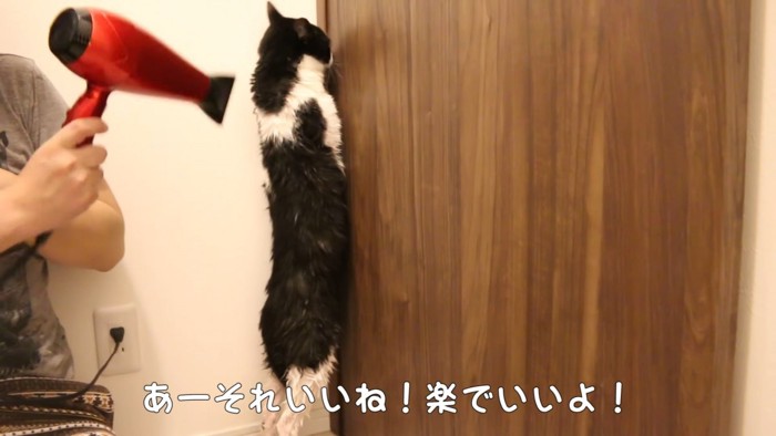 立っている猫