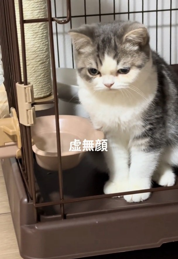 悲しげなぐるくん