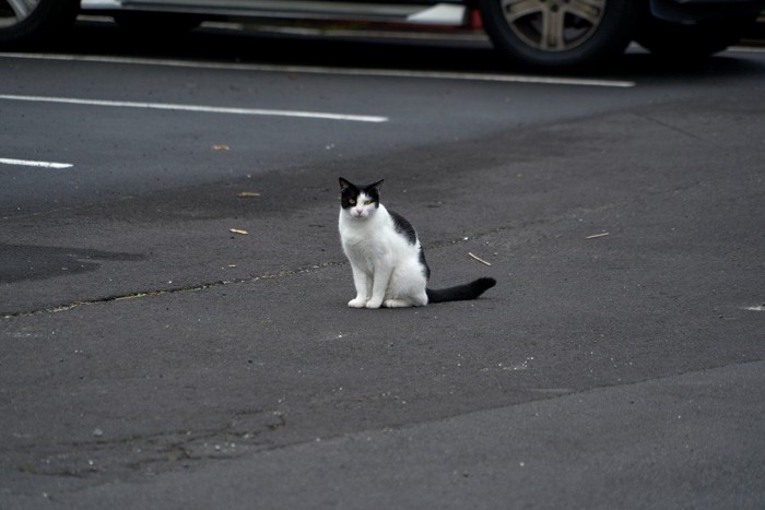 見つめる猫