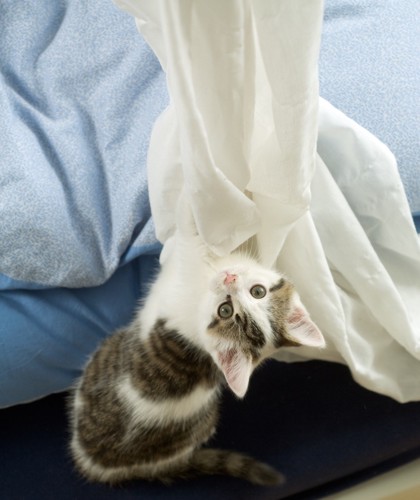 カーテンで遊ぶ子猫