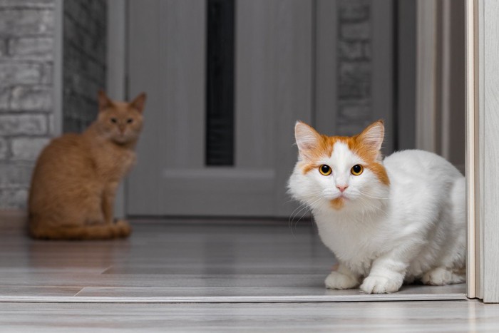 びくついて見守る二匹の猫