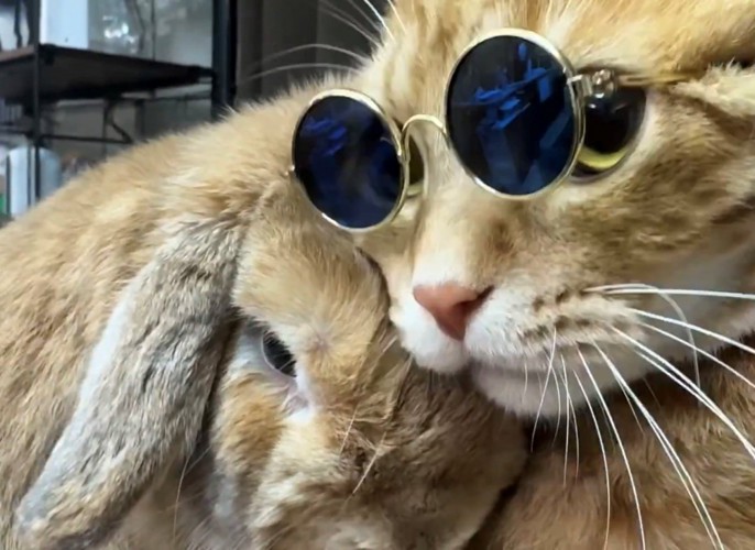 サングラスをした猫に頭を寄せるうさぎ