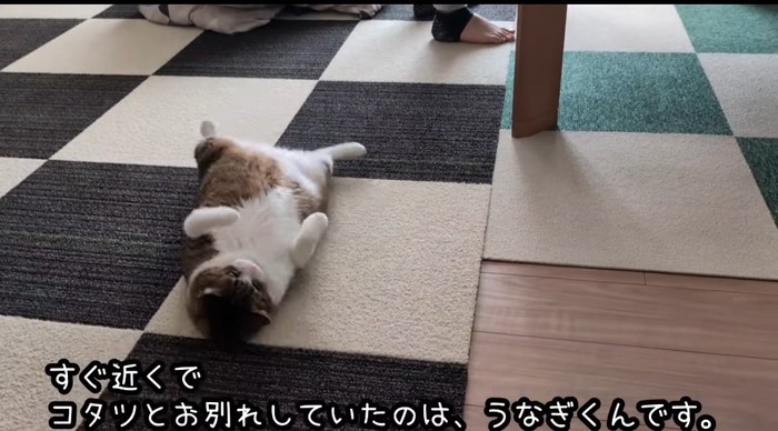 お腹を出す猫