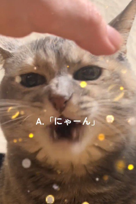 鳴く猫