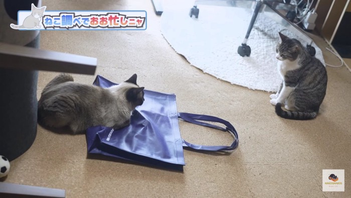 右にシャム猫、左にキジシロ