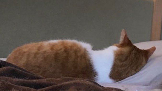 枕に頭を乗せて横になっている茶トラ猫