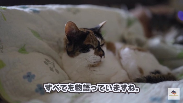 おひるね三毛猫