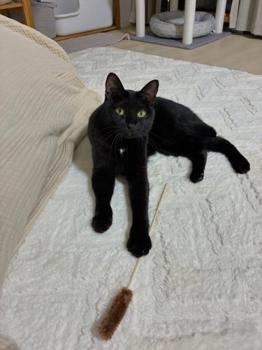 猫じゃらしを前足で押さえている猫