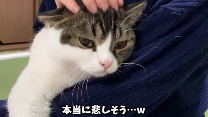 抱っこされて頭をなでられる猫