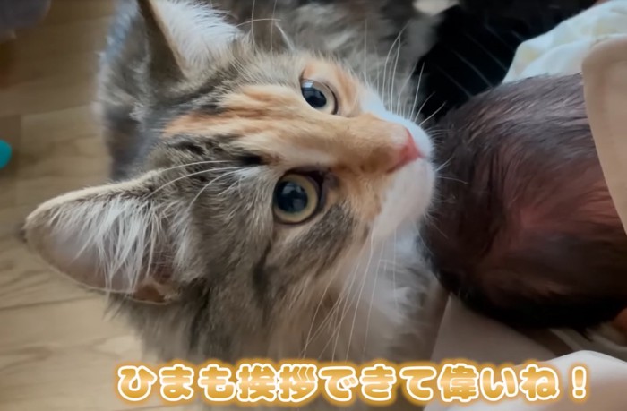 見上げる猫