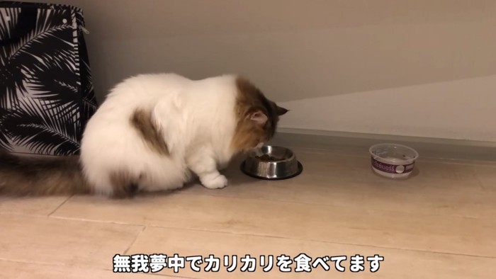 ご飯を食べる猫