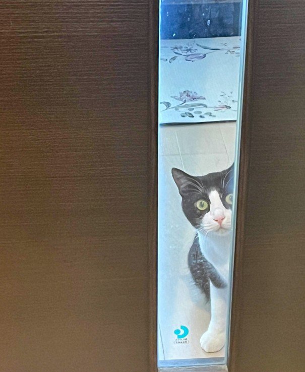 ドアの向こうの猫