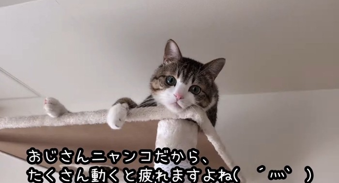 タワーの上の猫