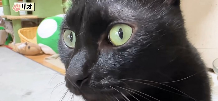 黒猫アップ