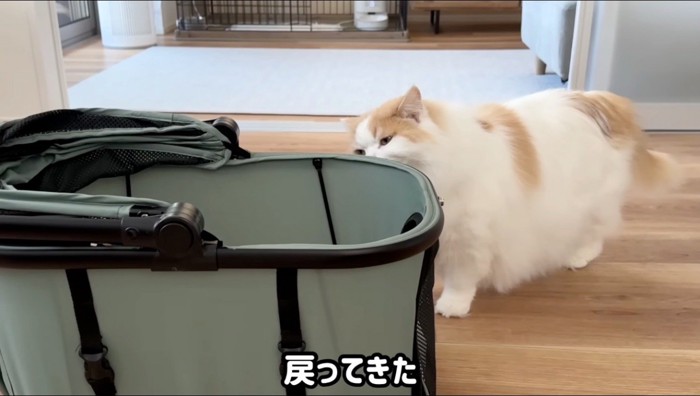ペットキャリーに恐る恐る近づく猫