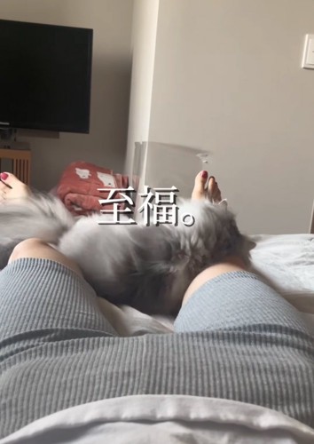 足の間に入る猫