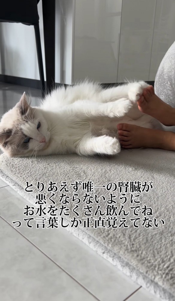 子どもの足にじゃれる猫