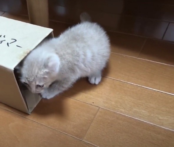 箱に入ろうとする猫