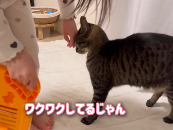 女の子の手にすり寄る猫