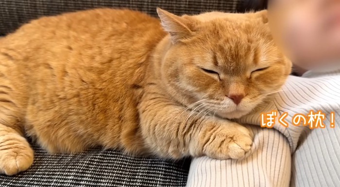 腕枕で寝る猫