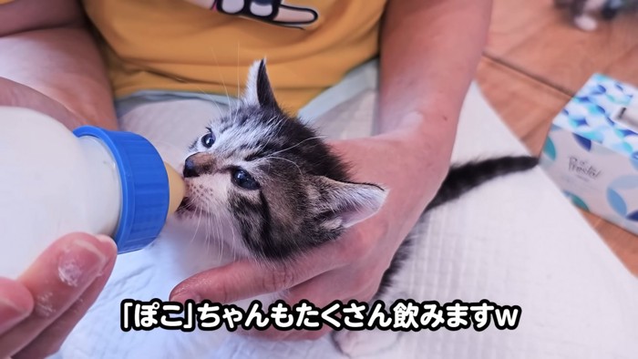 目を細めてミルクを飲む子猫