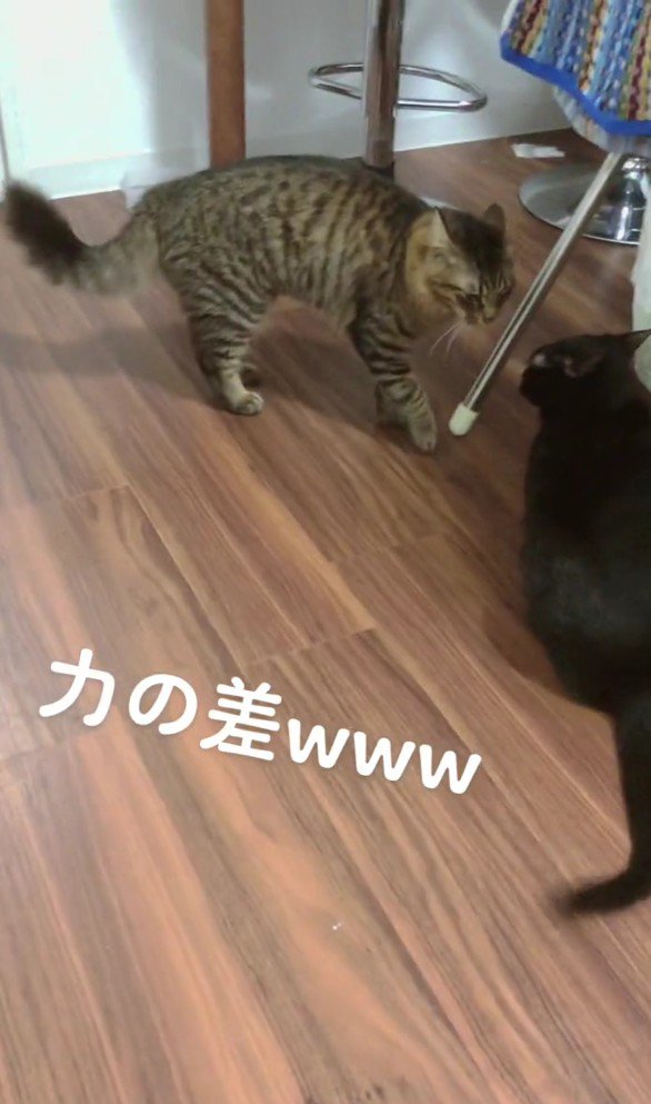 にらみ合う2匹の猫