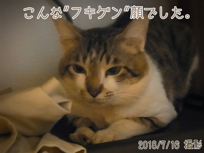 不機嫌な猫