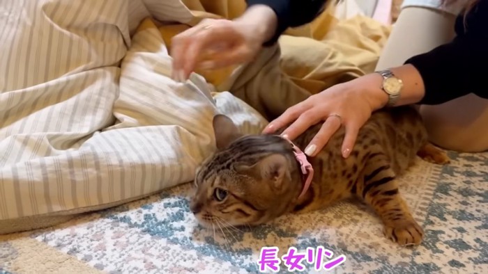 伏せてる猫