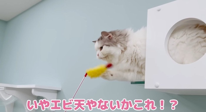 オモチャを触る猫