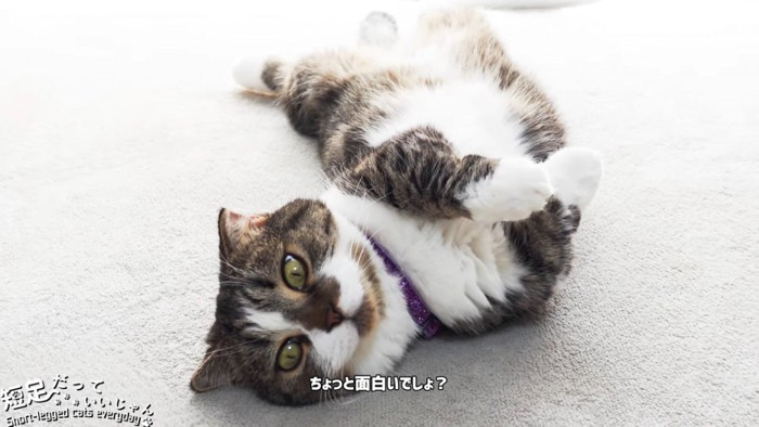 頭の方から見た仰向けの猫