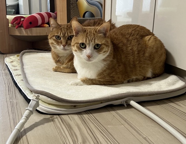 ホットカーペットに座り込む2匹の猫