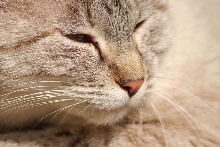 眠そうな猫