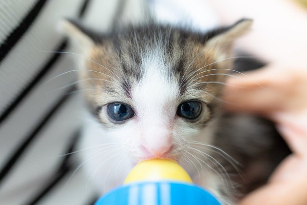 ミルクを飲んでいる生後1週間の子猫