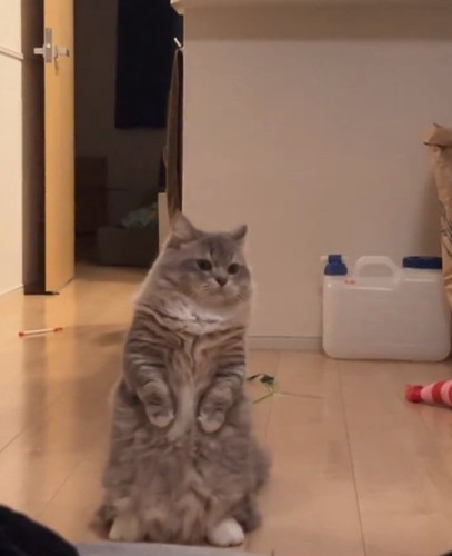 左脚を見る猫