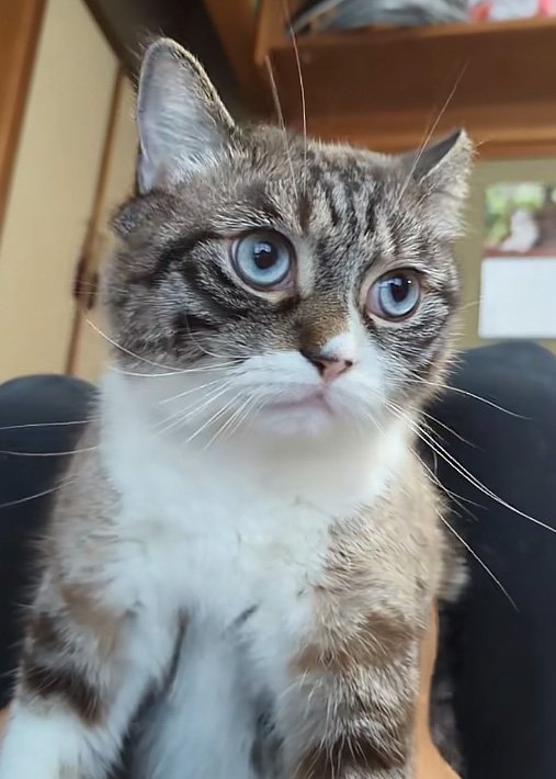 横を向く猫
