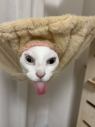 ハンモックから顔を出す猫