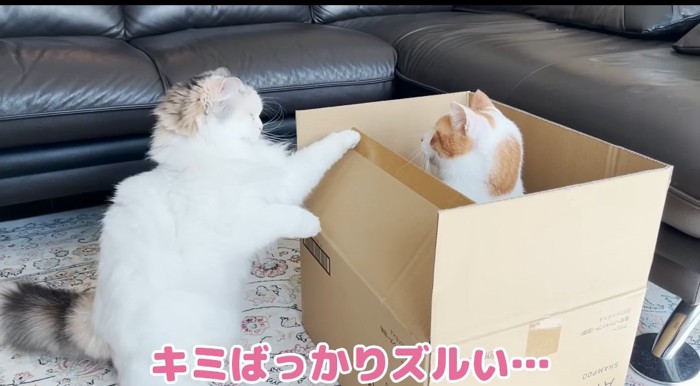 段ボールで遊ぶ猫