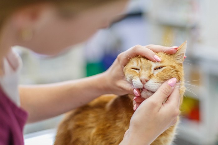 診察を受けている猫