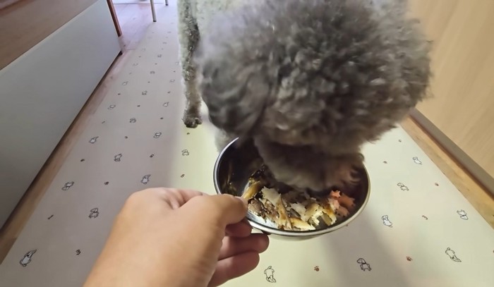 ほぐしたさんまを食べるトイプー