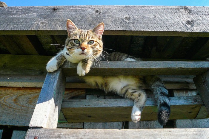 木のはしごの上でくつろぐ猫