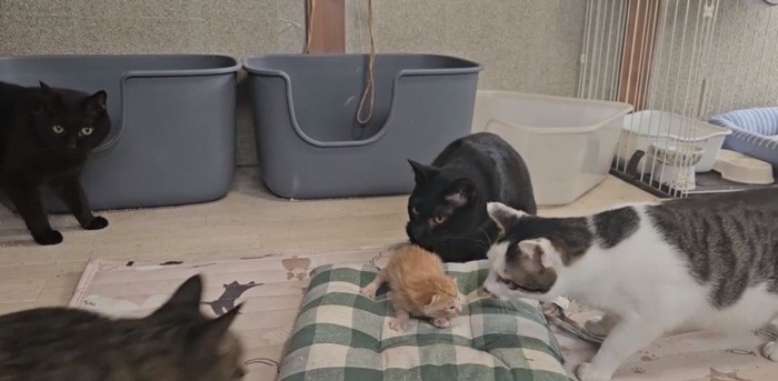 子猫の周りに集まる猫たち