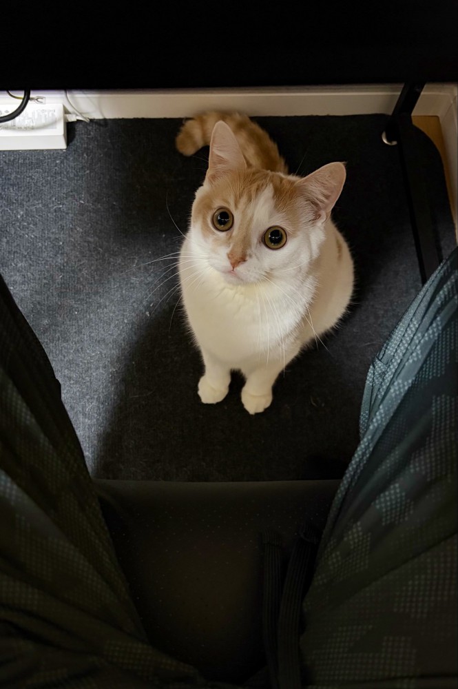 飼い主の足元から飼い主を見上げる猫