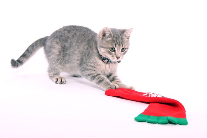 靴下で遊ぶ子猫