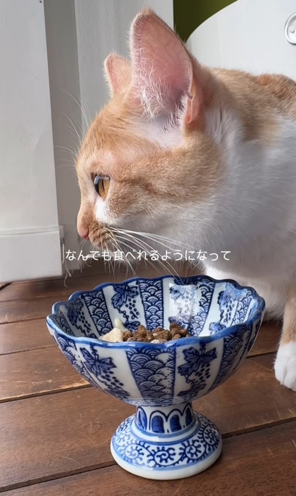 ごはんを食べる猫