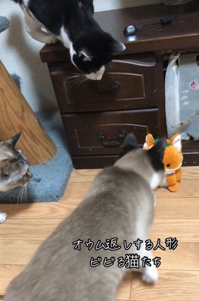 再び人形に近づく猫