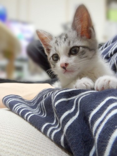 子猫の顔