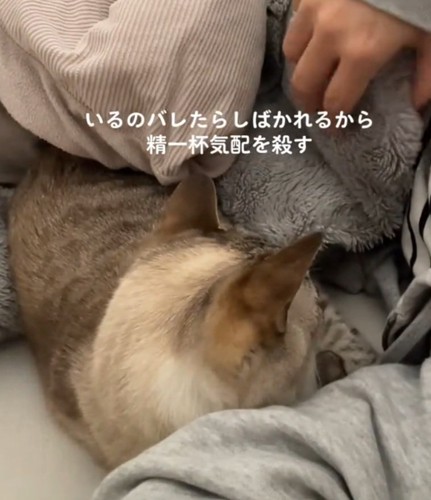 飼い主さんの横で寝る猫