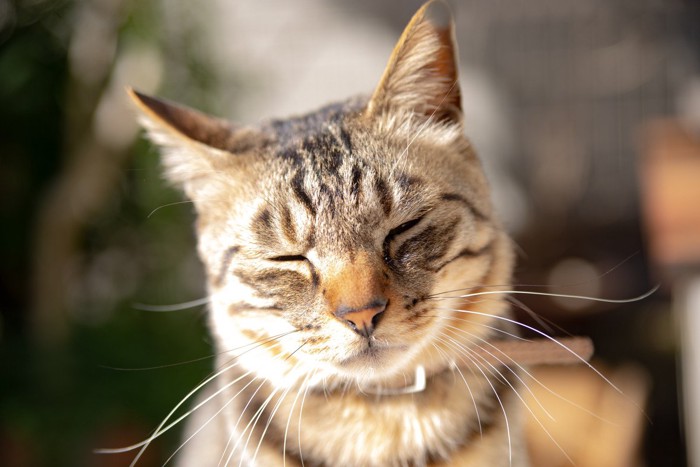 目を閉じている猫の顔